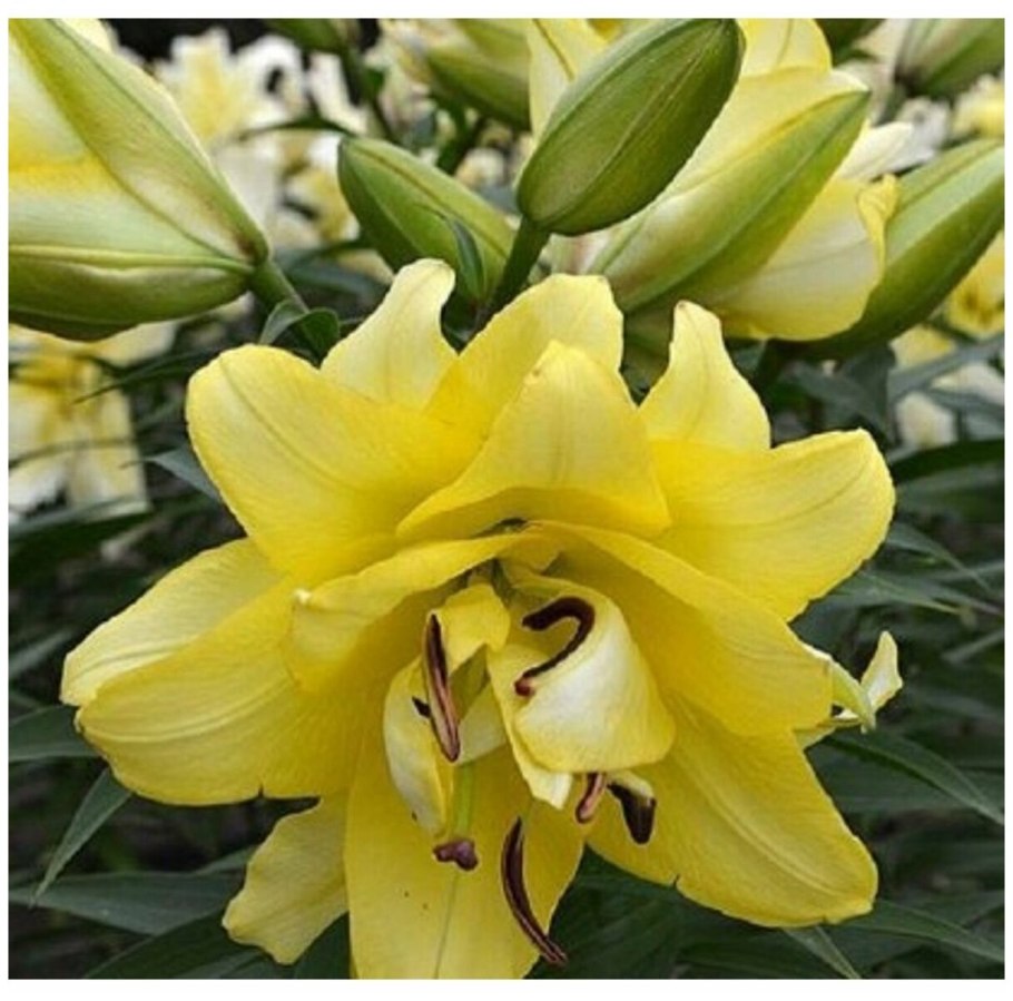 Лилия Моргана