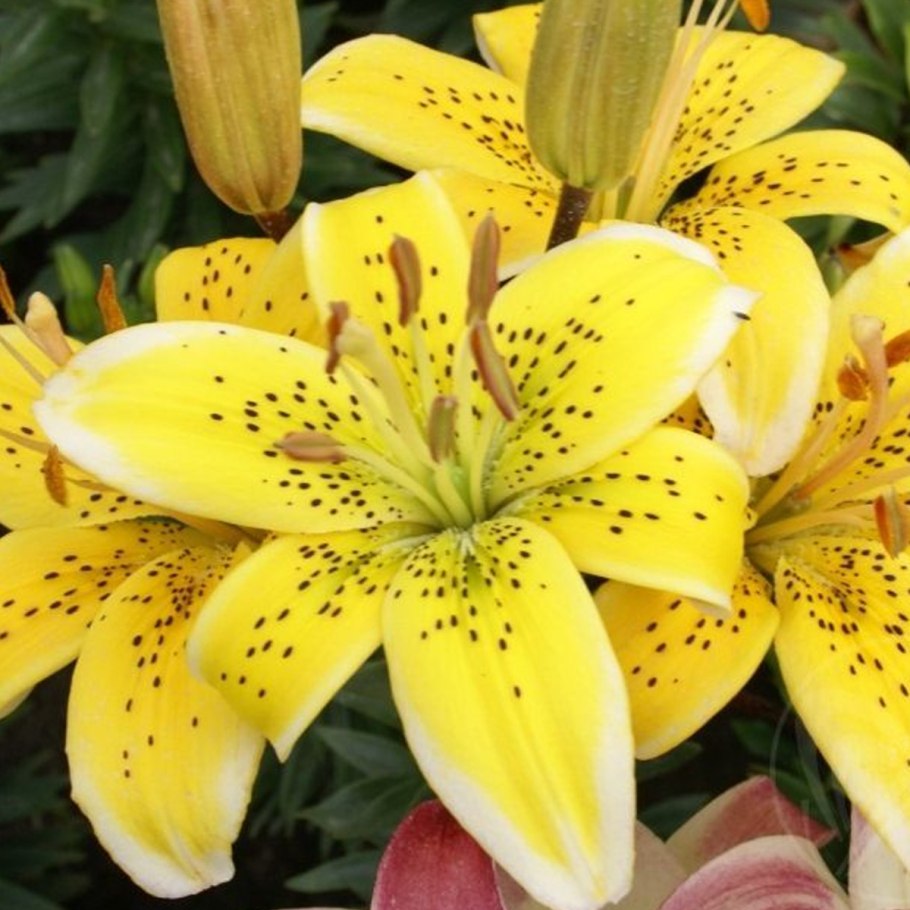 Лилия азиатская фата Моргана