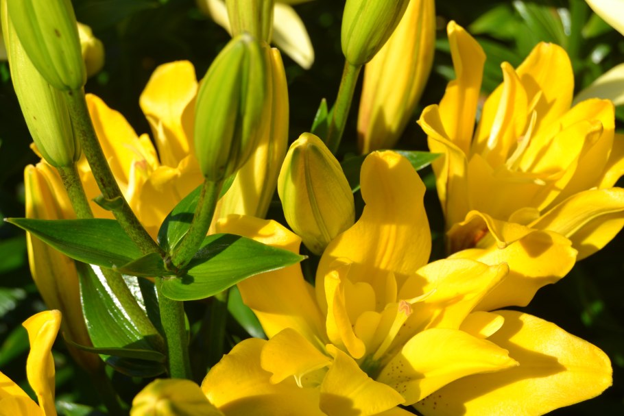 Лилия азиатская махровая сандью