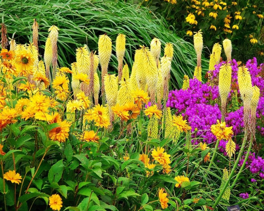 Осеннецветущие многолетники