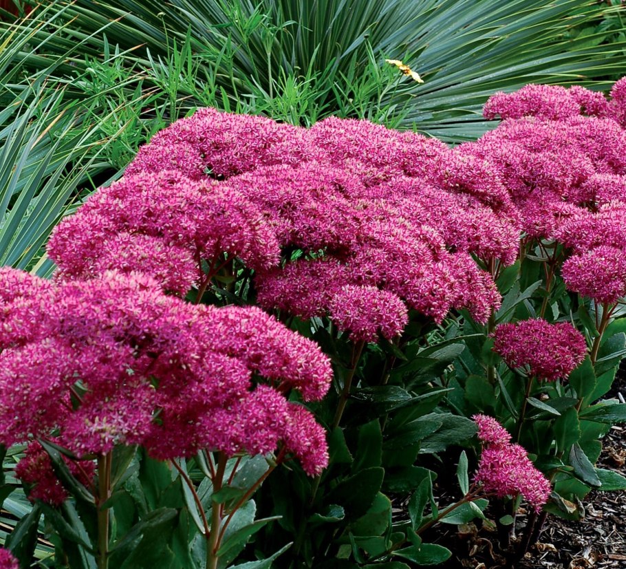 Люпин Russell Hybrids