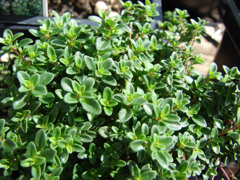 Тимьян лимоннопахнущий Thymus citriodorus `Lemon`