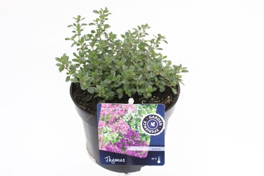 Тимьян "Silver Queen" Thymus citriodorus "Silver Queen"