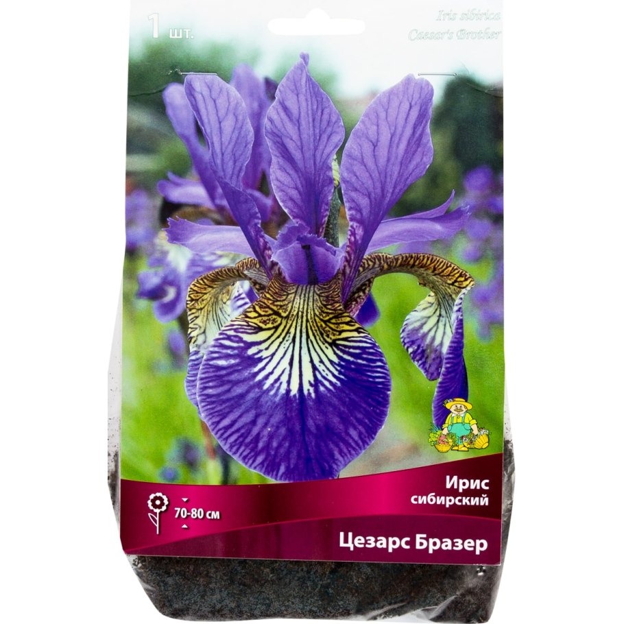 Ирис Цезарь Бразер