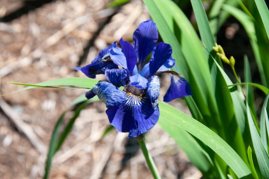 Ирис Сибирский Iris sibirica
