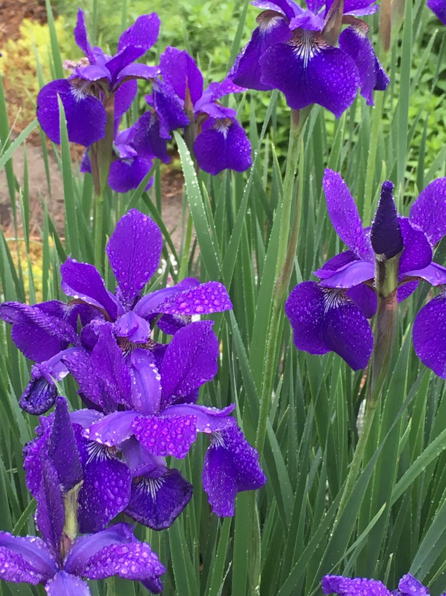 Ирис Сибирский саммер Ревелс