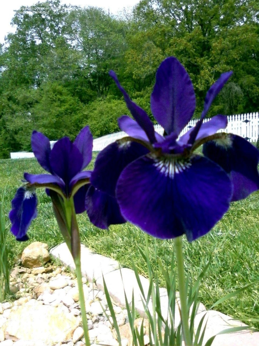 Ирис Мун Силк (Сибирский)