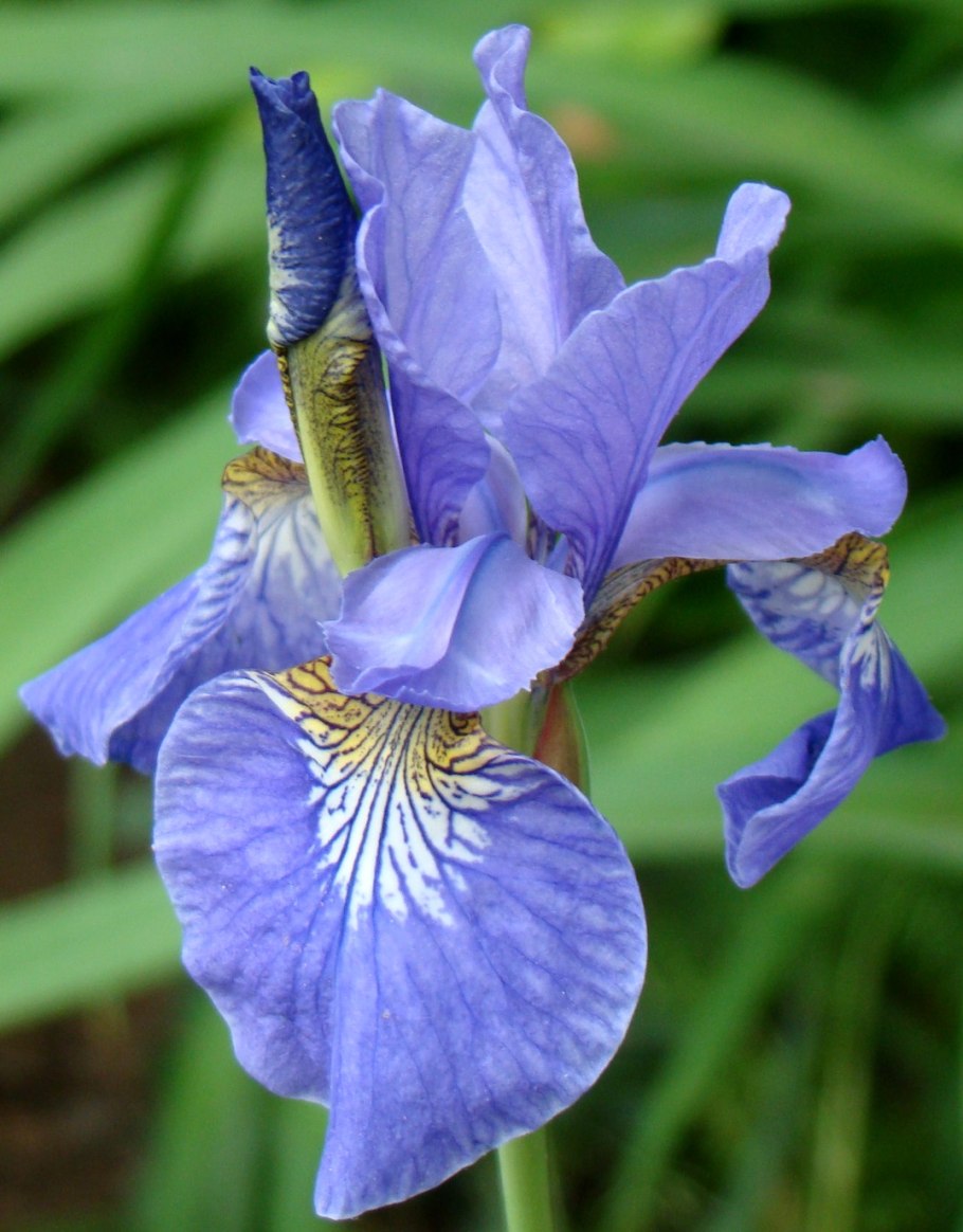 Ирис Сибирский Caesar's brother