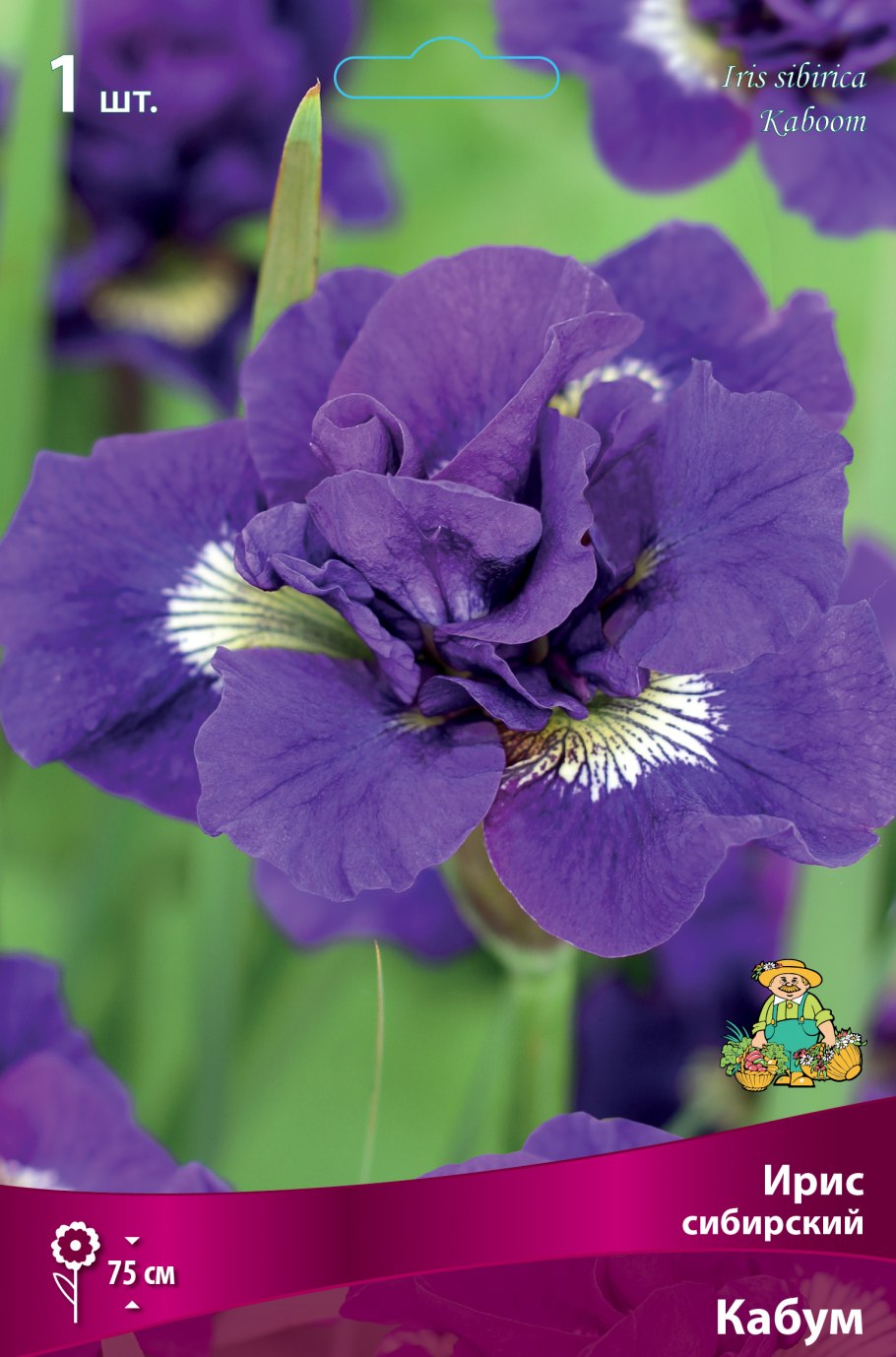 Ирис Сибирский Iris sibirica