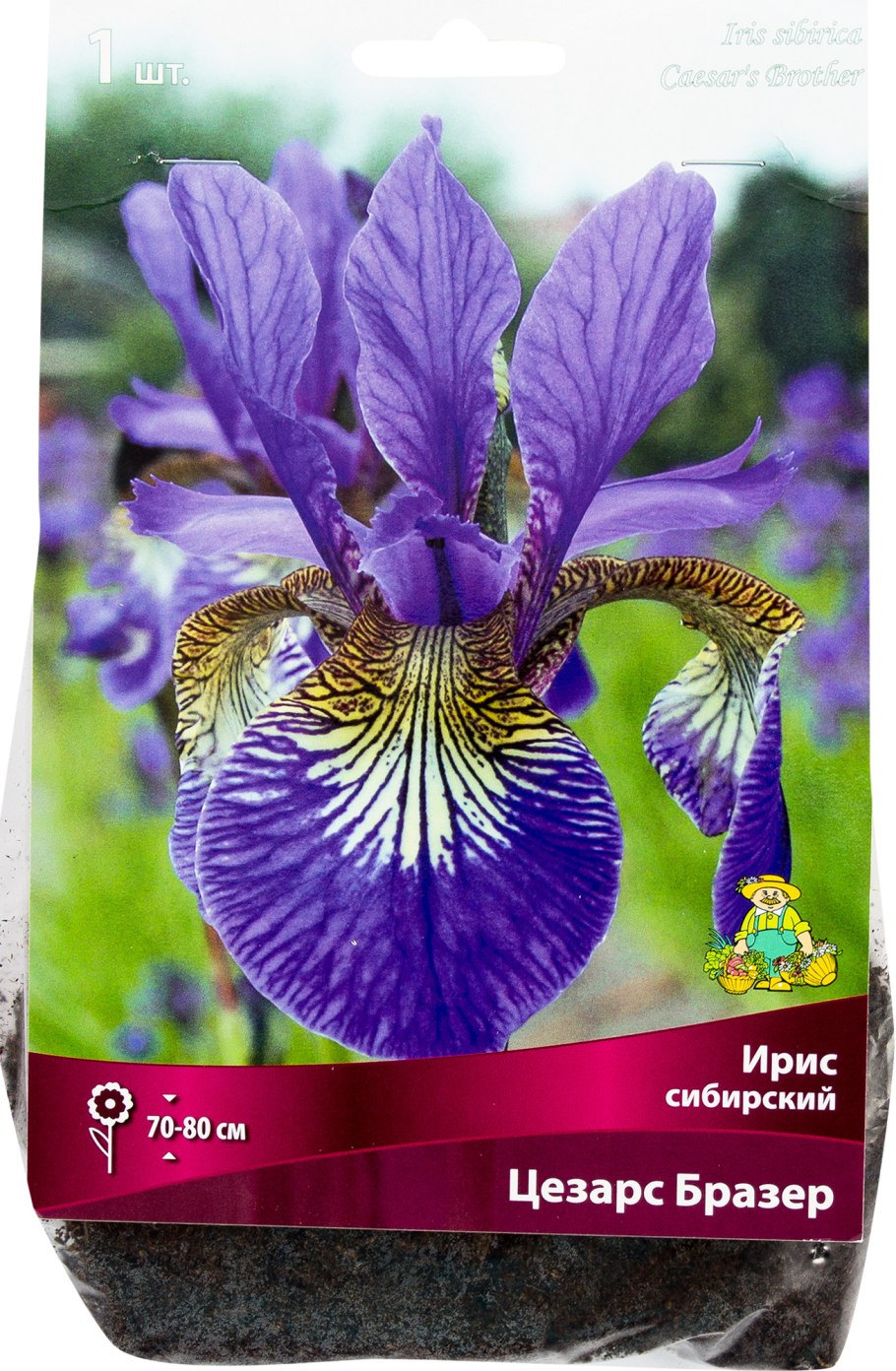 Ирис Сибирский Caesar's brother