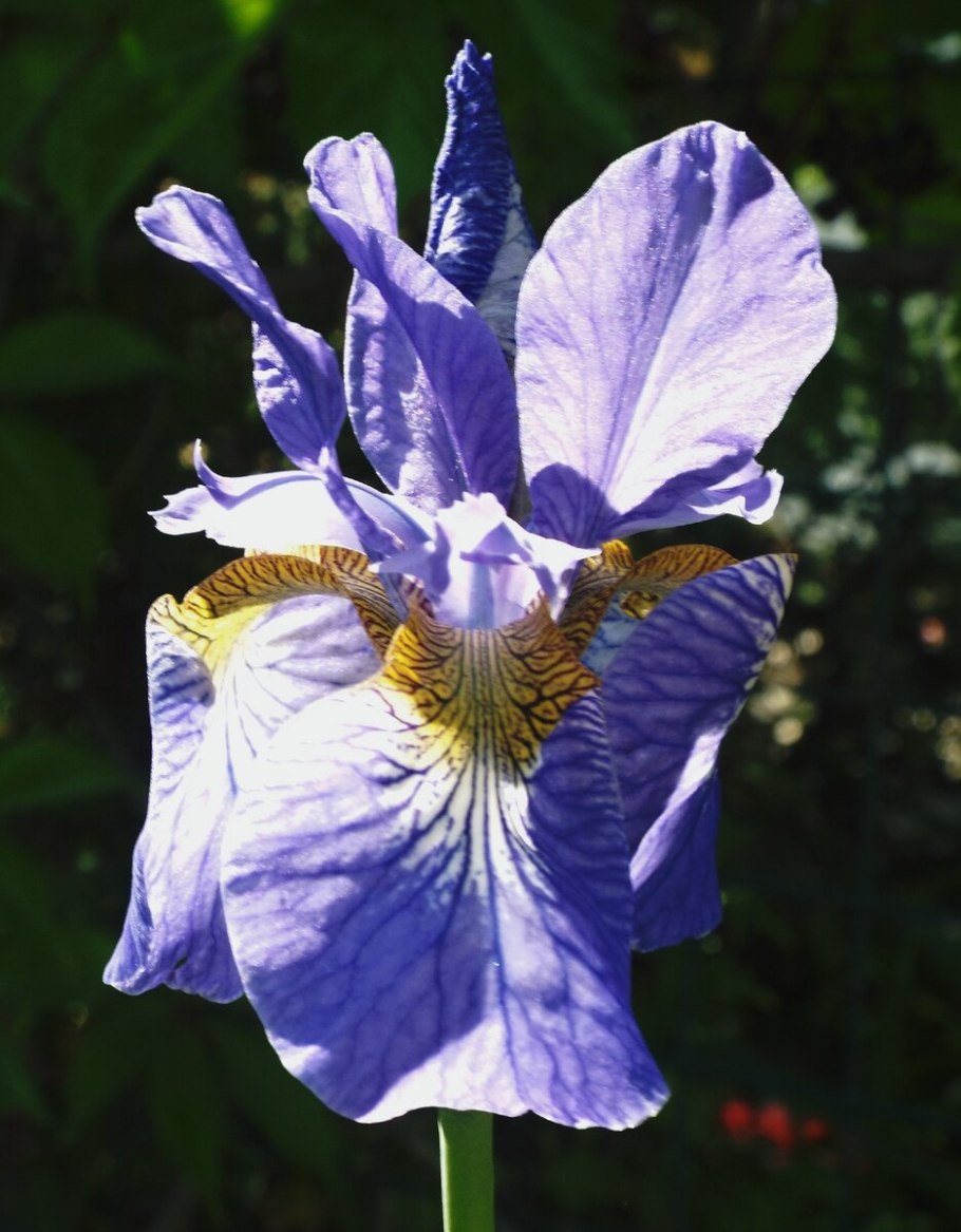 Ирис Сибирский Iris sibirica