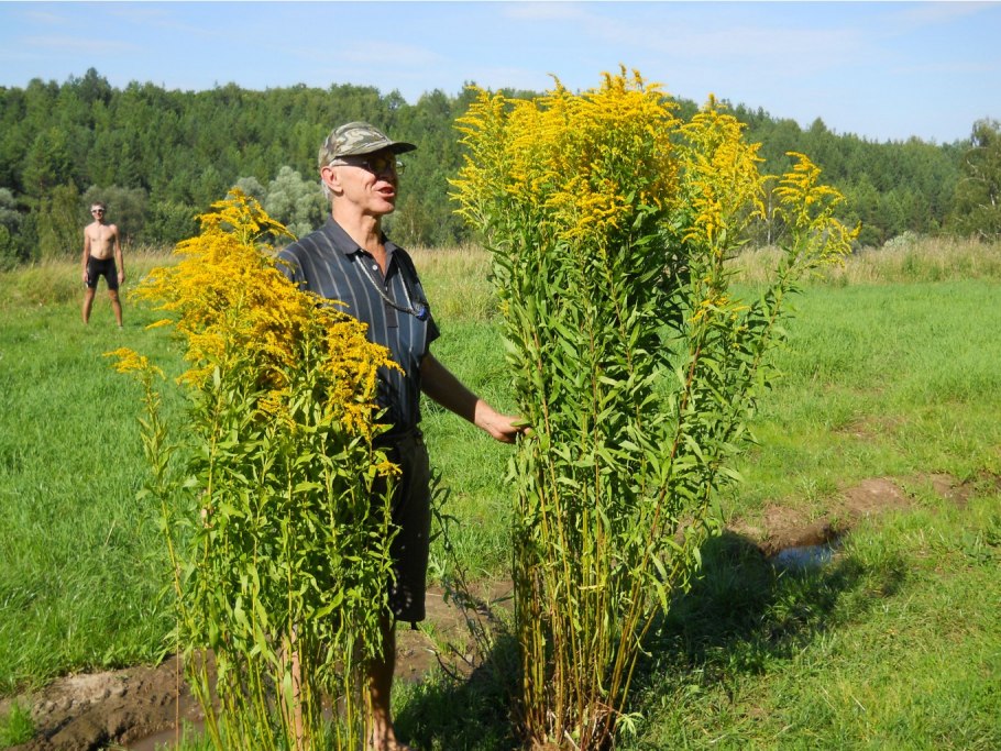 Золотарник канадский корни