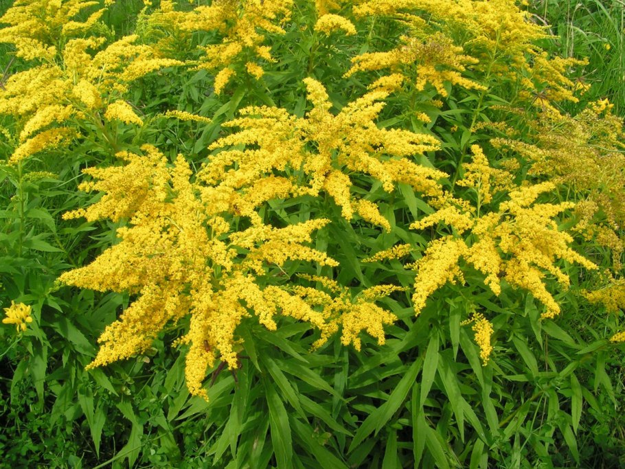 Золотарник канадский (Solidago canadensis)