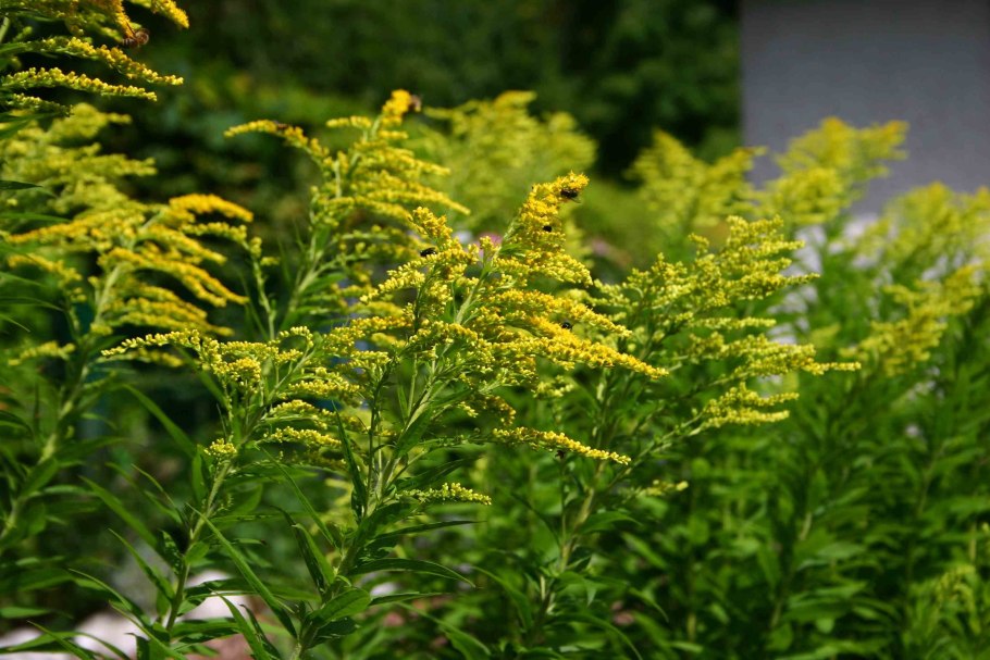 Золотарник (Solidago) Goldkind