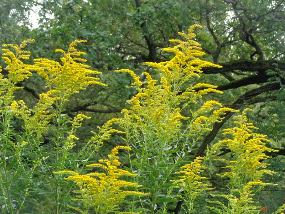 Золотарник обыкновенный (Solidago virgaurea