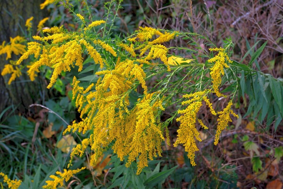 Золотарник канадский (Solidago canadensis l.)