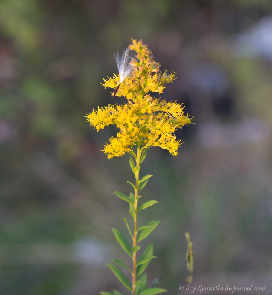 Золотарник канадский (Solidago canadensis)