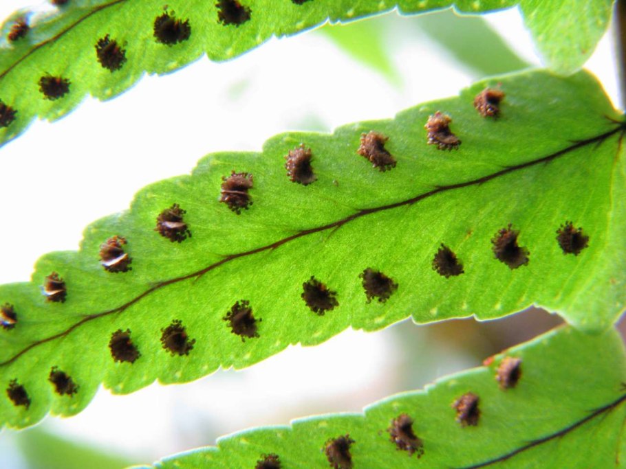 Dryopteris clintoniana