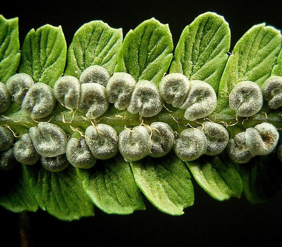 Папоротник страусник споры