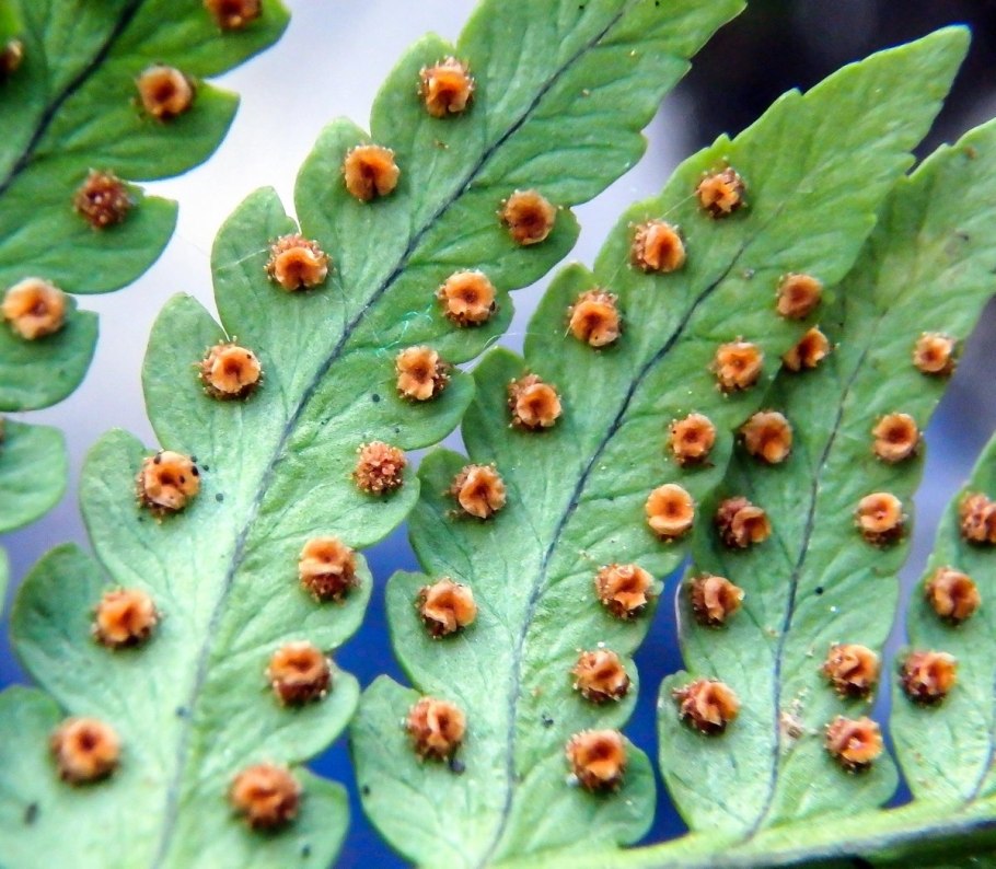 Орляк обыкновенный сорусы