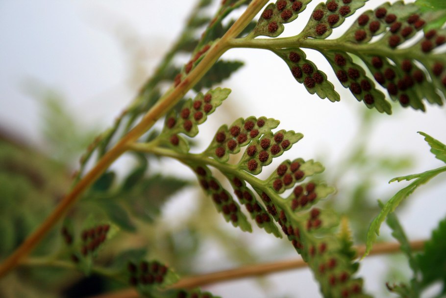 Athyrium filix-Femina