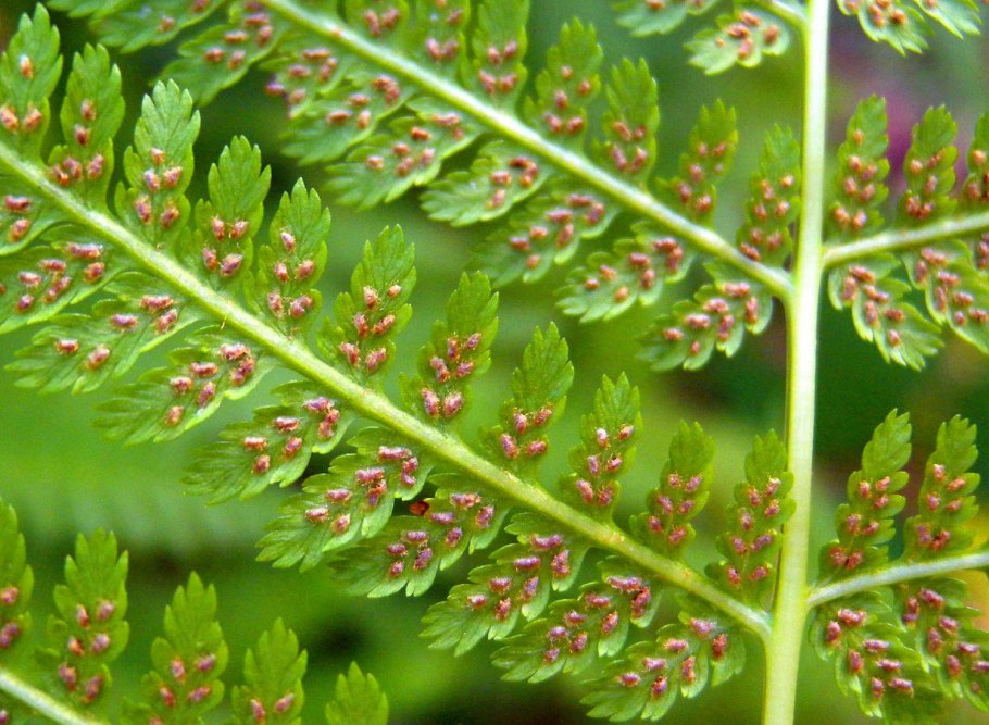 Кочедыжник сорусы