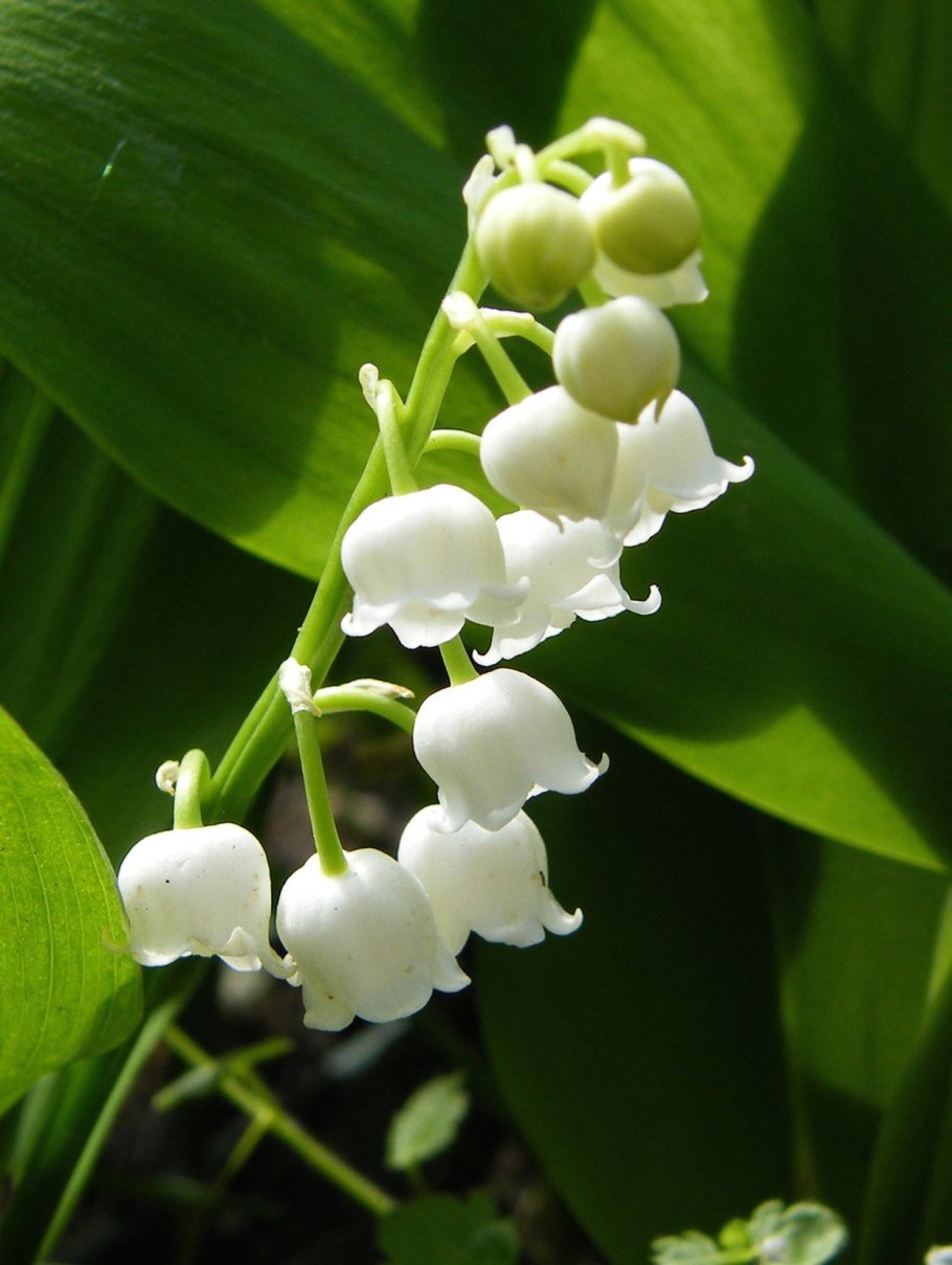 Ландыш Майский ягоды