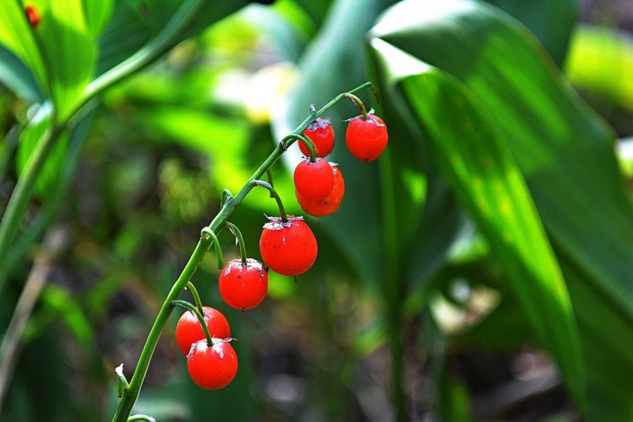 Ландыш Майский с плодами