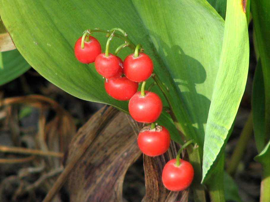 Ландыш Майский с плодами