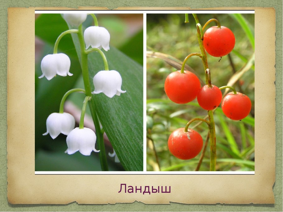 Ландыш Майский ядовитый