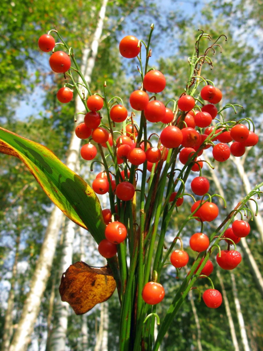 Ландыш Майский корневище