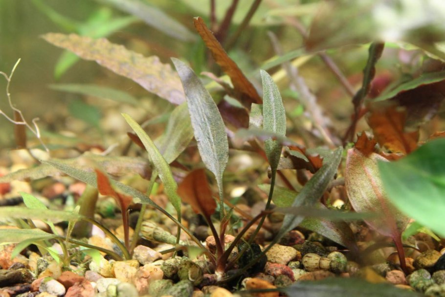 Криптокорина Тропика (Cryptocoryne Tropica)