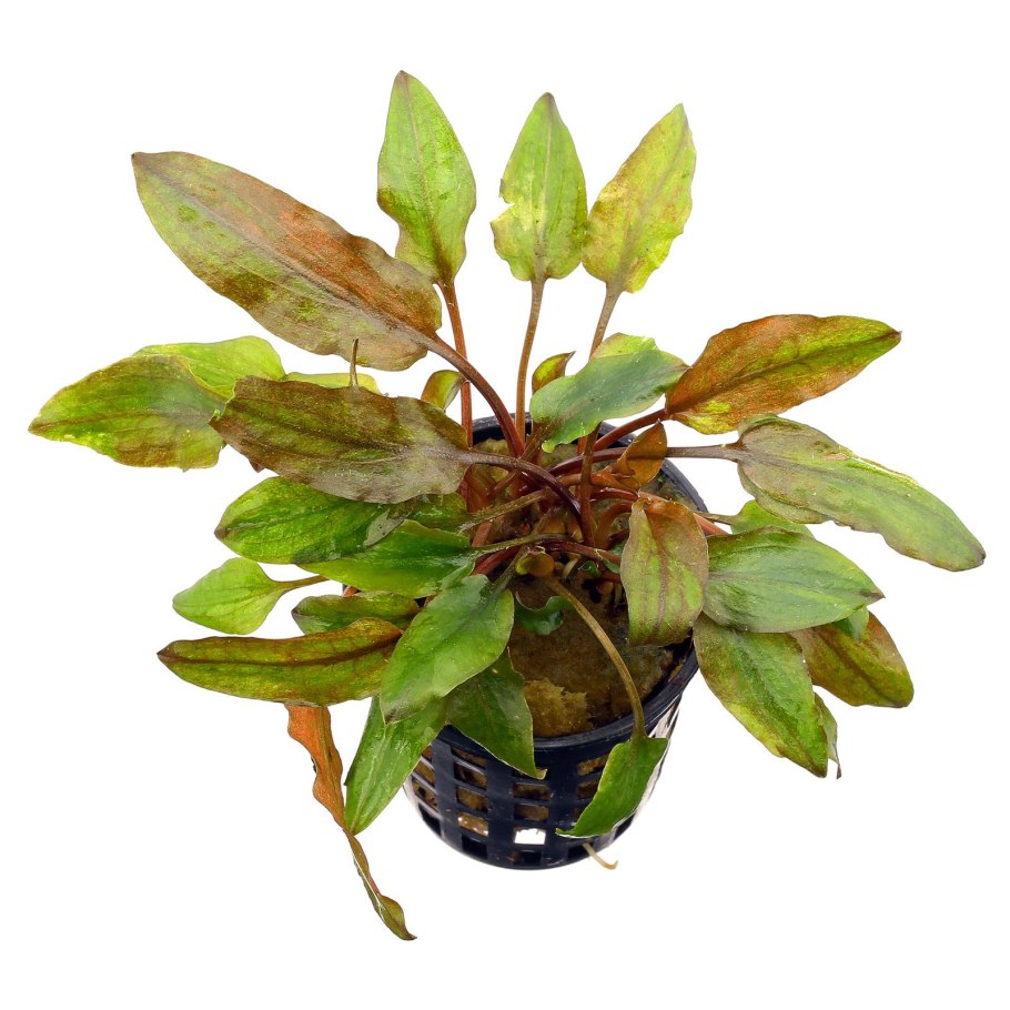 Криптокорина Тропика (Cryptocoryne Tropica)