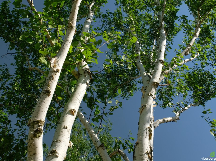 Береза кустовая Betula fruticosa