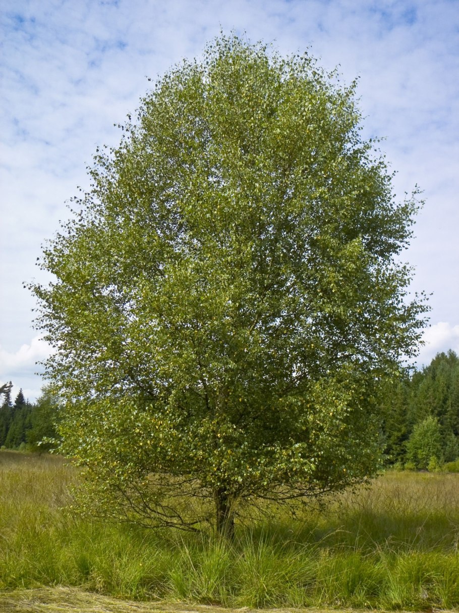 Береза пушистая Betula pubescens