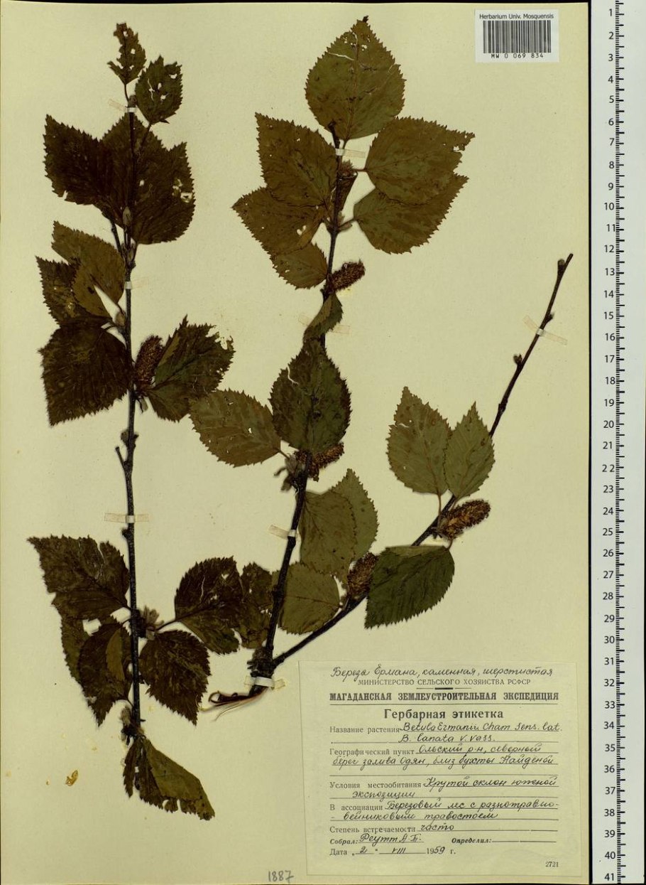 Betula pubescens листья