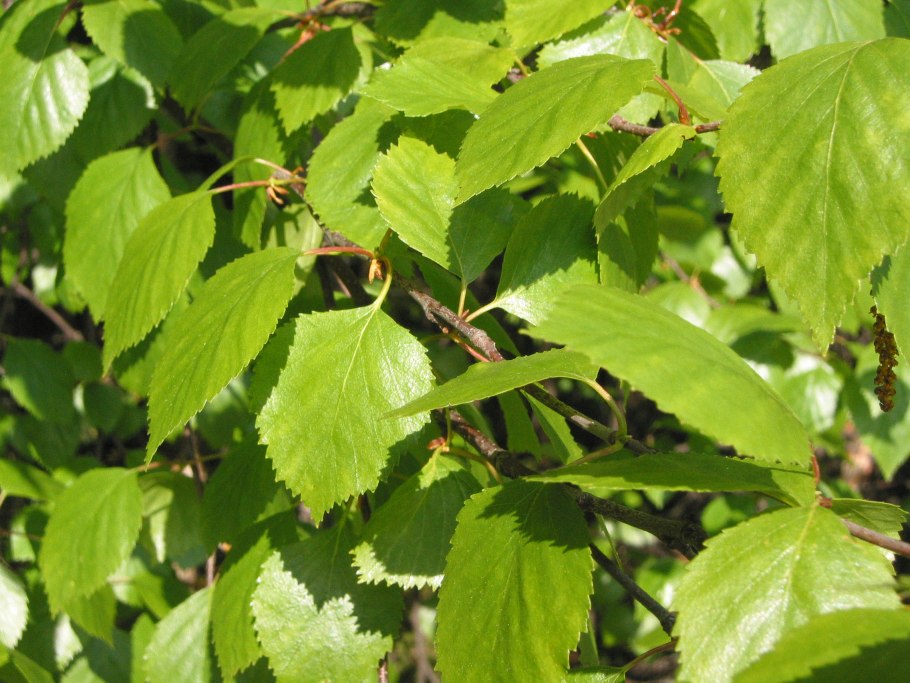 Береза пушистая (crinitus Betula)