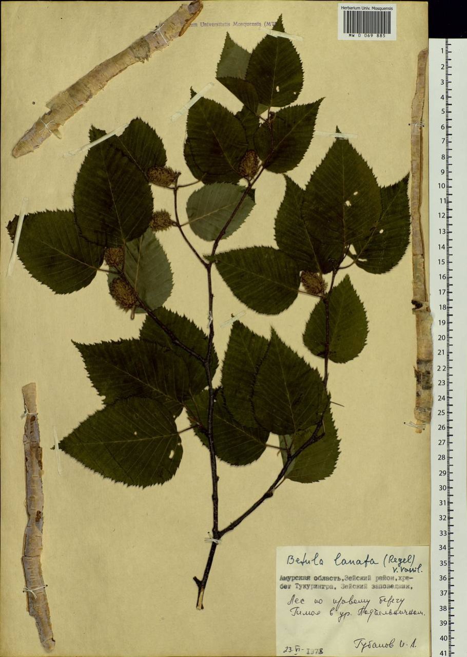 Береза приземистая - Betula humilis Schrank