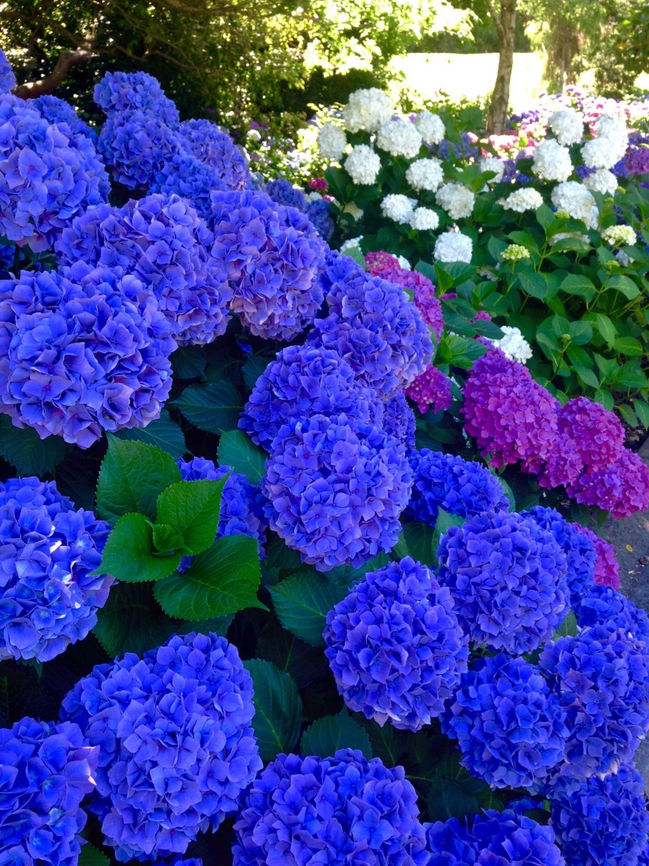 Гортензия гидрангея синяя