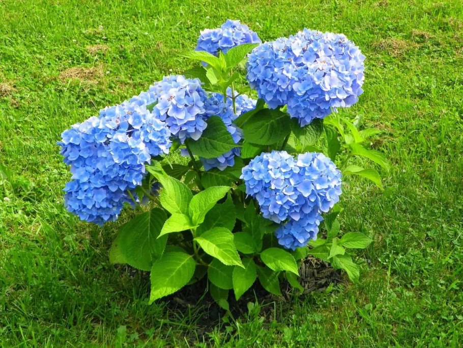 Седум telephium Thunderhead