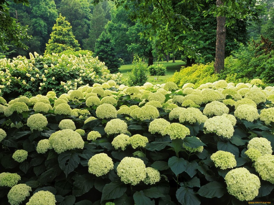 Гортензия древовидная Pink Pincushion