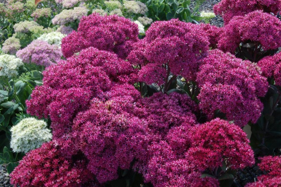 Ортензия древовидная "Аннабель" Hydrangea arborescens 'Annabelle'