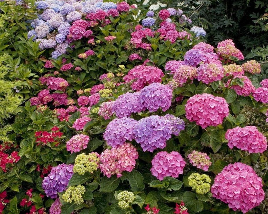 Лиатрис колосковый Флористан Вайолет