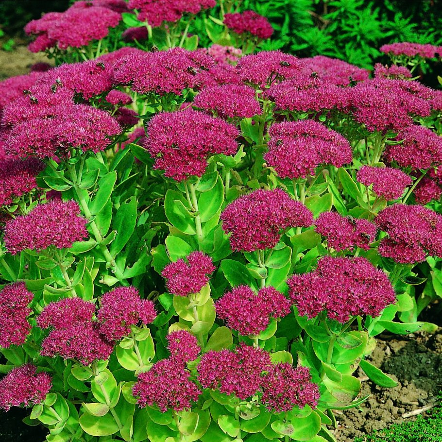 Очиток Видный (Sedum spectabile &#96;Brilliant&#96;)