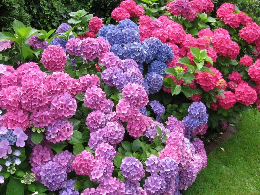 Гортензия крупнолистная ред