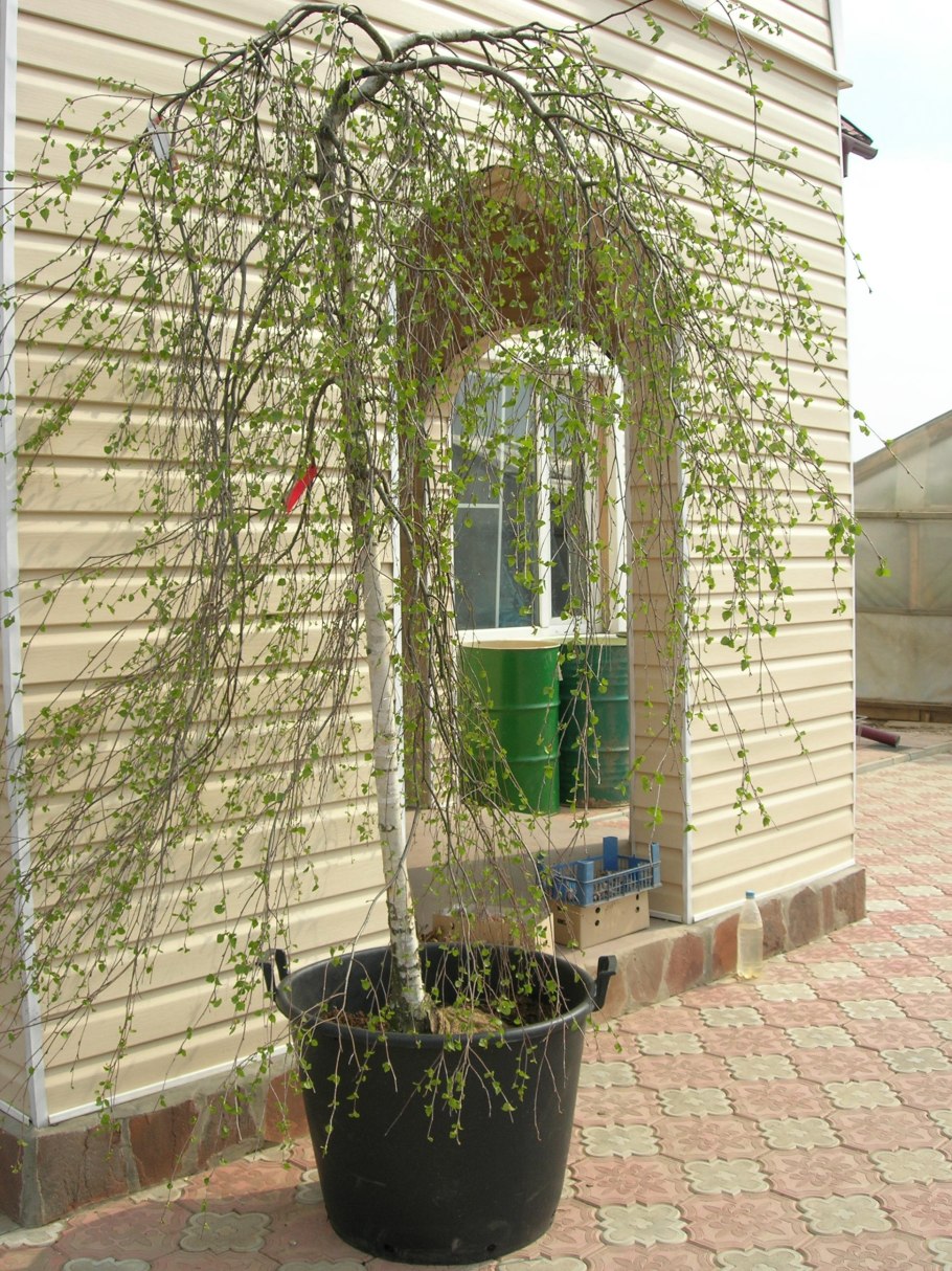 Береза плакучая Youngii