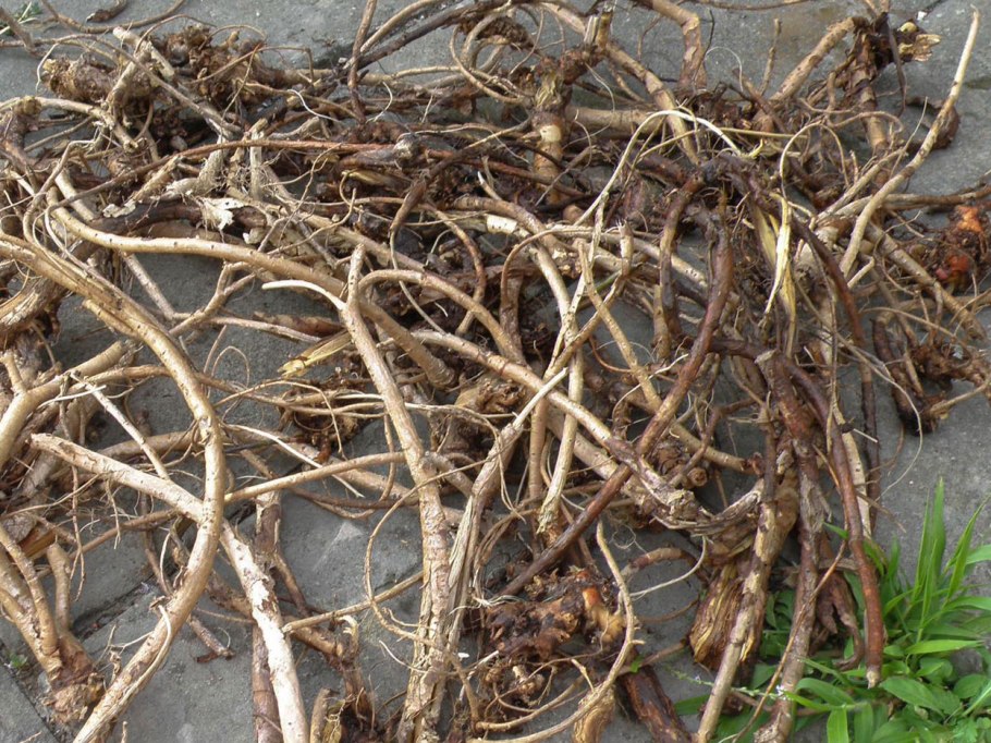 Саженец сосны (Pinus Sylvestris)