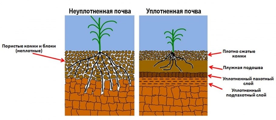 Кедр Гималайский корневая система