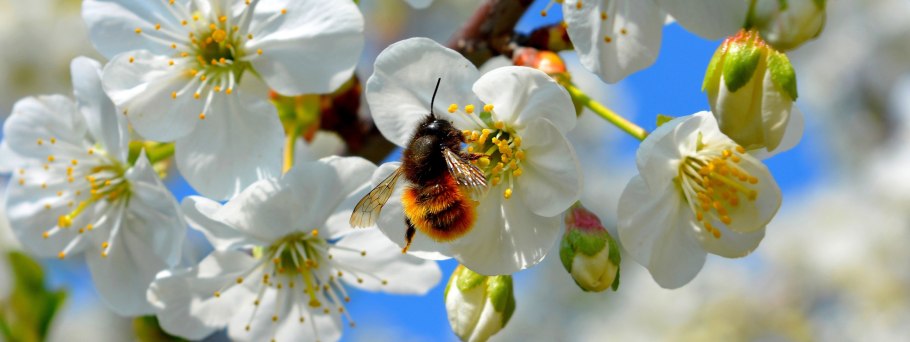 Цветущая ветка абрикоса