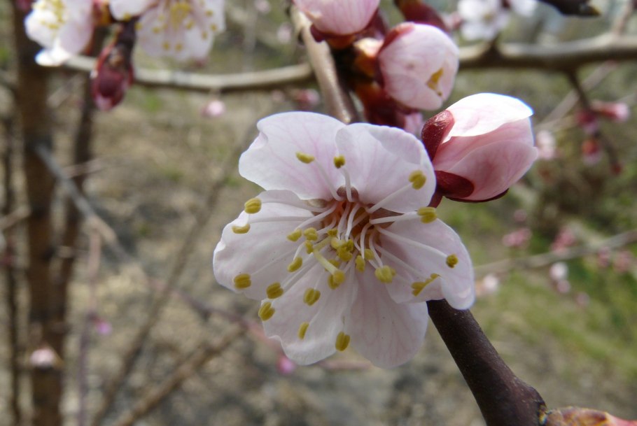 Формула цветка абрикоса